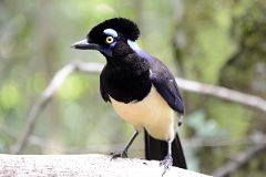 08 Plush-Crested Jay Bird With Blue Eyebrows On Sendero Verde Green Trail At Iguazu Falls Argentina.jpg